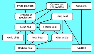 Arktyczna sieć pokarmowa składająca się z wielu łańcuchów pokarmowych