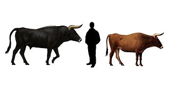 Living reconstruction and size proportions of an aurochs (Bos primigenius), the wild ancestral form of the domestic cattle (Bos taurus):on the left a bull: 170-185 cmin the middle a band ceramist: 170 cm on the right a cow: about 165 cm