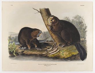American Beaver , (John James Audubon, cerca de 1844)