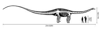 Skeleton diagram with humans as scale