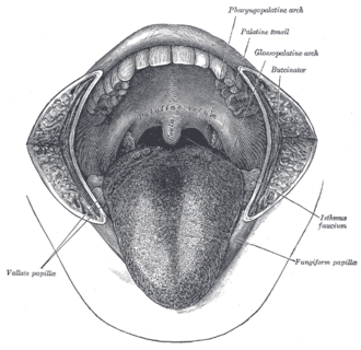 Drawing of the anterior view of the tongue and the oral cavity (for better clarity the cheeks are not shown)