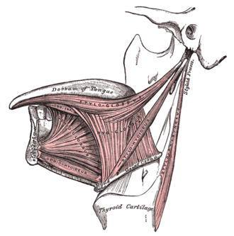 Lateral view of the tongue with the corresponding free-prepared musculature.