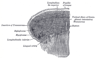 Frontal plane of the tongue with the striated internal musculature.