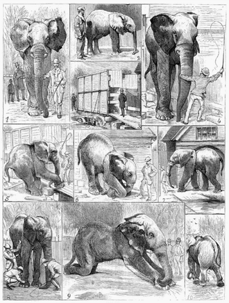 "Жалкият отказ на Джъмбо да напусне лондонската зоологическа градина разчувства нацията" (Илюстрация на списание, 1882 г.)  