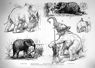 Tekeningen van momenten uit het leven van Jumbo uit de Illustrated London News van 25 februari 1882.  
