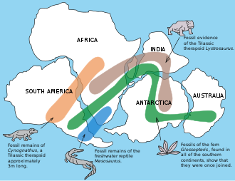 De verspreiding van fossielen over de continenten is één bewijs dat wijst op het bestaan van Pangaea.  