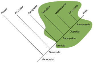 Extent of reptiles in the traditional understanding (green area), shown in a cladogram. Note that birds are excluded, but at least in traditional palaeontological systematics the extinct early representatives of the lineage to which mammals belong (Synapsida) are also considered reptiles.