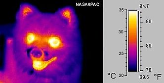 Foto van hond in midden-infrarood