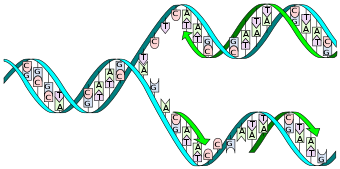 The double helix is ­opened by the helicase and the topoisomerase. ­Then the primase sets a primer and the DNA polymerase starts to copy ­the leading strand. A second DNA polymerase binds the subsequent strand, but cannot synthesize continuously; instead, it produces individual Okazaki fragments that are joined together by the DNA ligase.
