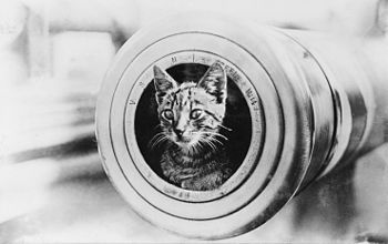 O gato do navio no Encontro HMAS durante a Primeira Guerra Mundial.