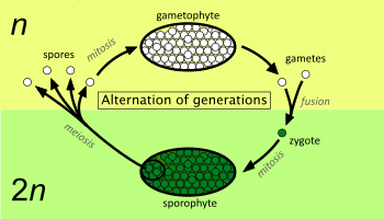 Diagram met de afwisseling van generaties tussen een diploïde sporofyt (onder) en een haploïde gametofyt (boven)