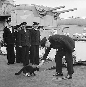 O primeiro-ministro Winston Churchill dá adeus ao Blackie, o gato do navio HMS Prince of Wales, quando ele está prestes a atravessar a passagem para o USS McDougal DD-358, um navio de guerra americano, durante uma visita cerimonial em 1941.