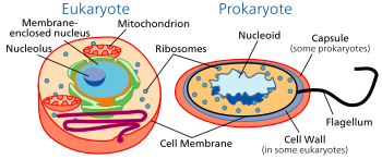 Eukaryoottien (vasemmalla) ja prokaryoottien (oikealla) solut.