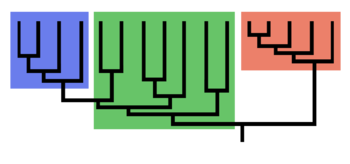 Cladogram (stamboom) van een biologische groep. De rode en blauwe vakken stellen clades voor, d.w.z. volledige takken. Het groene vakje is geen clade, maar staat voor een evolutionaire rang, een onvolledige groep: de blauwe clade stamt af van dezelfde voorouder, maar is er niet in opgenomen.  