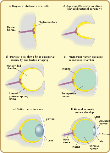 Principais estágios na evolução do olho molusco.