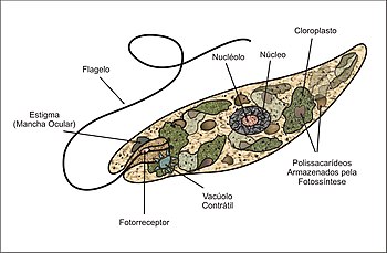 Ďalší diagram Euglena