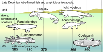 Im späten Devon zeigten die Nachkommen der Fische mit pelagischen Lappenflossen - wie der Eusthenopteron - eine Reihe von Anpassungen: Panderichthys , geeignet für schlammige Untiefen; Tiktaalik mit gliedmaßenartigen Flossen, die es an Land bringen könnten; Frühe Tetrapoden in mit Unkraut gefüllten Sümpfen, wie zum Beispiel Acanthostega , die Füße mit acht Ziffern hatte, Ichthyostega mit Gliedmaßen. Zu den Nachkommen gehörten auch die pelagischen Quastenflosser mit Flossen.