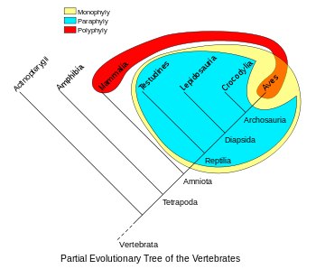 Porównanie grup filogenetycznych, wykazujących cechy monofilne (sauropsidy), parafilne (gady) i polifilne (zwierzęta ciepłokrwiste)