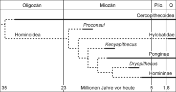 The differentiation of the humanoid species: Around the boundary from the Eocene to the Oligocene, the evolutionary line leading to the Cercopithecoidea (which includes the guenonids) separates from that of the Hominoidea in the taxon of Old World apes (Catarrhini). The taxon of the Hominoids includes the gibbons (Hylobatidae), the orangutans (Ponginae) and the African great apes (Homininae: gorillas, chimpanzees, humans).