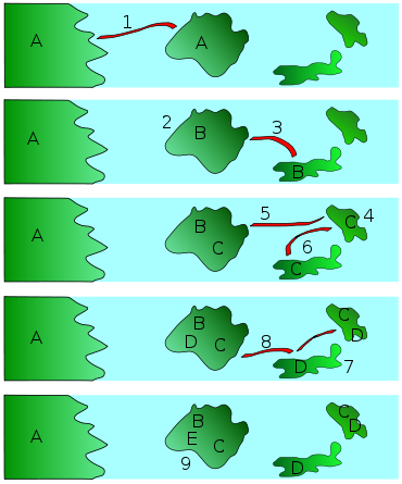 1. Druh A migruje z pevniny na první ostrov. 2. Izolován od pevniny se druh A vyvíjí v druh B. 3. Druh B migruje na druhý ostrov. 4. Druh B se vyvine v druh C. 5. Druh C znovu osídlí první ostrov, ale nyní není schopen se rozmnožovat s druhem B. 6. Druh B se vyvine v druh C. Druh C migruje na třetí ostrov. 7. Druh C se vyvine v druh D. 8. Druh D migruje na první a druhý ostrov. 9. Druh D se vyvine v druh E. Tento proces může pokračovat donekonečna, dokud se nedosáhne velké rozmanitosti.