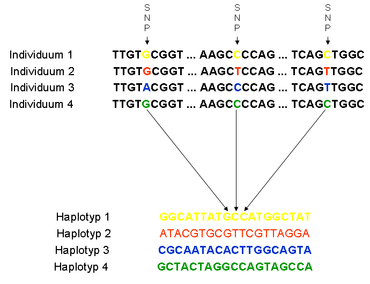Haplotypes from SNPs of chromosome segments of the same chromosome of four haploid individuals