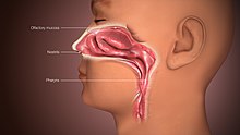 A human nose contains in its cavities the olfactory mucosa