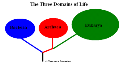 Les trois domaines