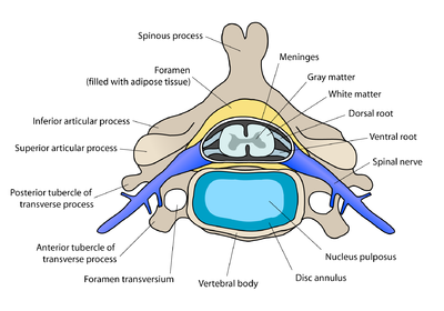 Vértebra cervical com disco intervertebral