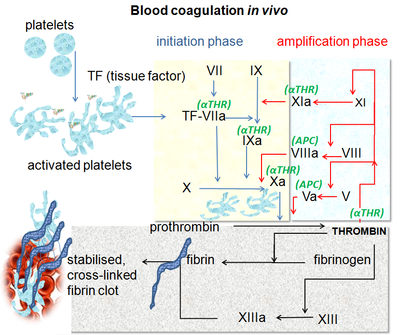 Cesty zrážania krvi in vivo, ktoré ukazujú ústrednú úlohu trombínu