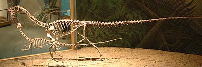 Két C. bauri példány a Denveri Természeti és Tudományos Múzeumban