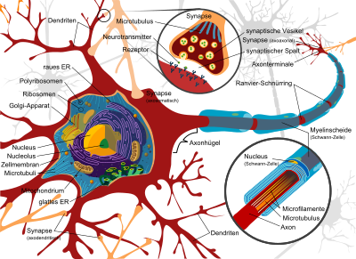 Structure of a neuron: The diagram shows the structure of a vertebrate nerve cell whose axon lies peripherally (in the central nervous system oligodendrocytes form the myelin sheath).