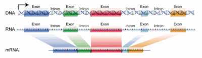 RNA処理の過程でエクソンが結合される通常の方法。スプライソソームと呼ばれるRNAとタンパク質のサブユニット群が、転写されたプレmRNAセグメントからイントロンを除去する。このプロセスはスプライシングと呼ばれる。