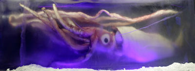 En frusen jättebläckfisk i Melbourne Aquarium  