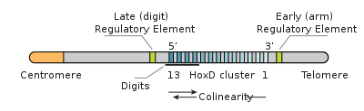 semplice diagramma di collinearità