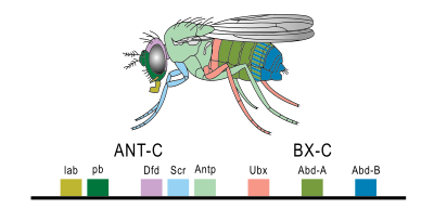 Espressione del gene Homeobox in Drosophila melanogaster