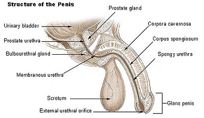 ペニスの内部構造を示す図面