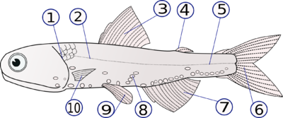 A anatomia de Lampanyctodes hectoris 1. operculum (cobertura das brânquias) 2 & 5. linha lateral 3. barbatana dorsal 4. barbatana gorda 6. barbatana caudal 7. barbatana anal 8. fotoforos 9. barbatanas pélvicas pareadas 10. barbatanas peitorais (pareadas)