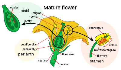 Schemat przedstawiający główne części dojrzałego kwiatu