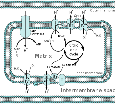 La chaîne de transport des électrons dans la mitochondrie est le site de la phosphorylation oxydative chez les eucaryotes. Le NADH et le succinate générés dans le cycle de l'acide citrique sont oxydés, ce qui fournit de l'énergie pour alimenter l'ATP synthase