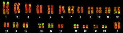 Gene-rich and gene-poor regions on human chromosomes. On metaphase chromosomes from a human female lymphocyte, Alu sequences were marked by fluorescence in situ hybridization (green). These sequences are particularly abundant in gene-rich sections of chromosomes. DNA is stained red, so that gene-poor regions are also visible.