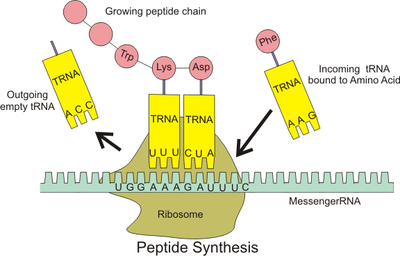 Ribosomas nolasa vēstnešu RNS secību un no aminoskābēm, kas saistītas ar pārneses RNS, veido olbaltumvielas.