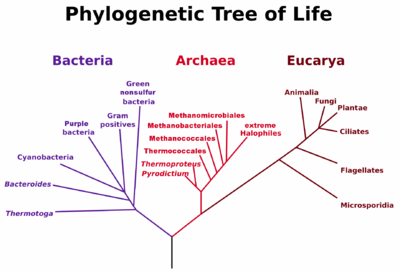 Filogenetinis gyvybės medis (Carl Woese). Virusai čia nepateikiami, nes nėra įrodymų, kaip jie susiję su kitomis trimis gyvybės karalystėmis