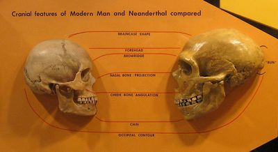 Neandertalilainen oikealla  