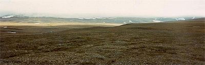 Tundra ártica na Ilha Wrangel, Rússia