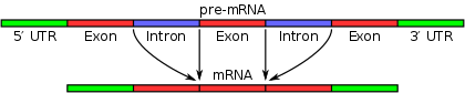 A spliceoszóma eltávolítja az intronokat az átírt pre-mRNS szegmensből (fent). Ezt nevezzük "splicing"-nek. Az intronok eltávolítása után (alul) az érett mRNS-szekvencia készen áll a transzlációra.