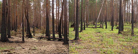 Successione ecologica dopo un incendio selvaggio in una foresta di pini boreali vicino a Hara Bog, Parco Nazionale Lahemaa, Estonia. Le immagini sono state scattate uno e due anni dopo l'incendio.