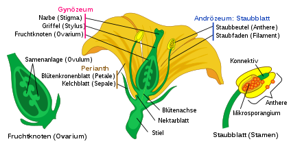 Schematic representation of the internal structure of the floral organs of an angiosperm flower