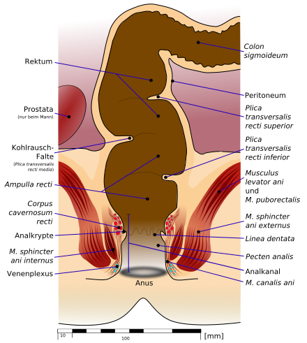 Schematic representation of the continence organ of a healthy person with opened sphincter. The corpus cavernosum recti is the anatomical starting point for haemorrhoids.