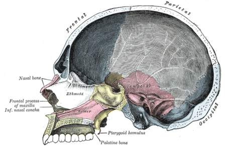 Sagittale doorsnede van de schedel. Het Ethmoid bot is gelabeld met wit  