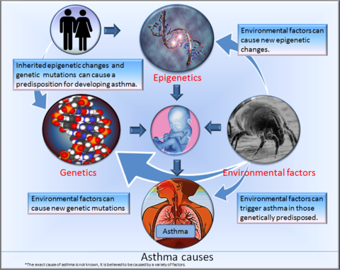 Aangenomen wordt dat iemand astma krijgt om verschillende redenen, waaronder de genen die hij van zijn ouders krijgt (genetica), veranderingen in de manier waarop sommige van zijn genen werken (epigenetica) en dingen in zijn leven die niet gezond zijn (ongezonde of negatieve omgevingsfactoren).  